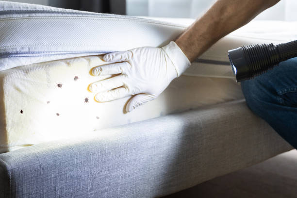 Best Flea Control Services  in Genesee, CO