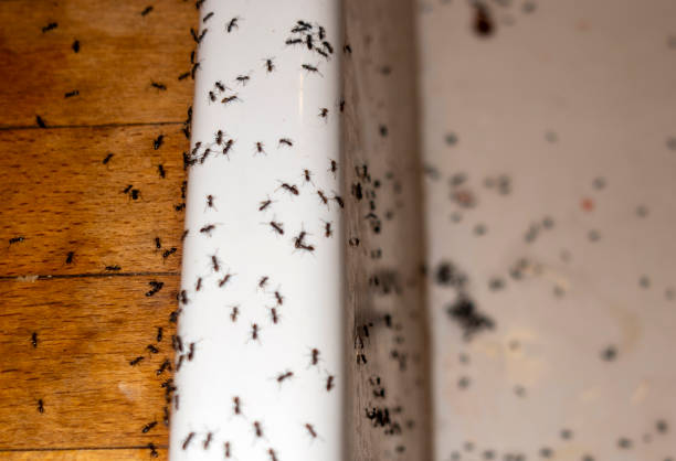 Reliable Genesee, CO Pest Control Solutions